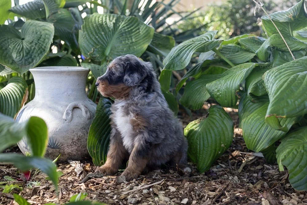 Merle Bernedoodle Puppy in Illinois — Joley Aire
